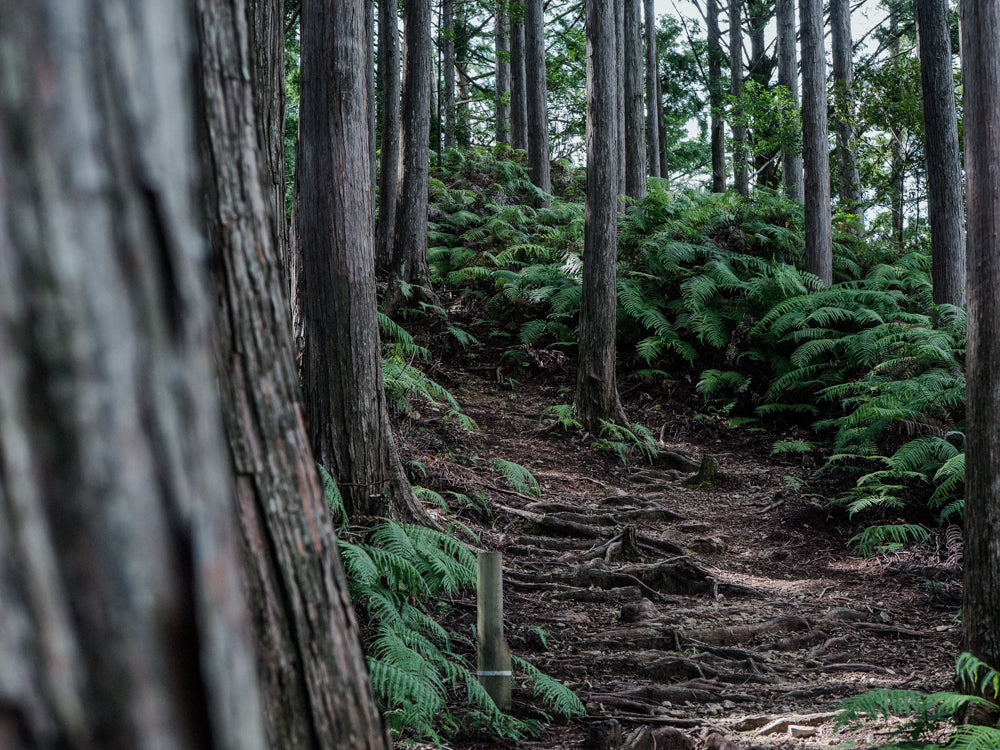 Calm is the New Recovery: How Hinoki Helps Your Body Repair and Reset