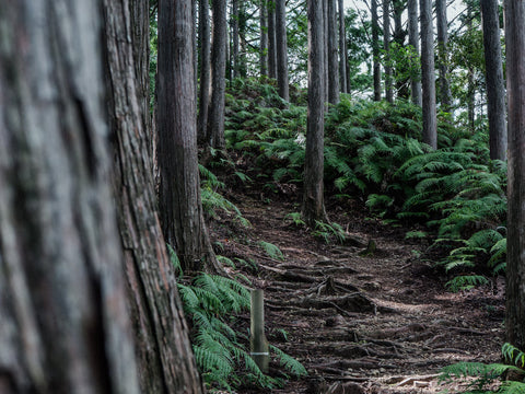 Calm is the New Recovery: How Hinoki Helps Your Body Repair and Reset