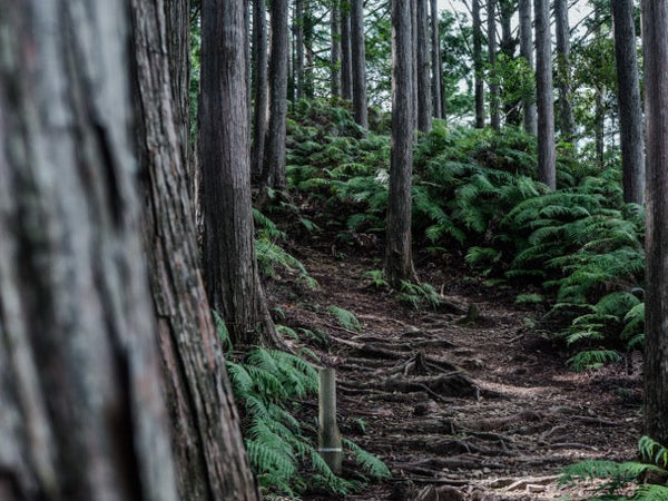 What Does Hinoki Smell Like? Inside Japan's Calmest Scent