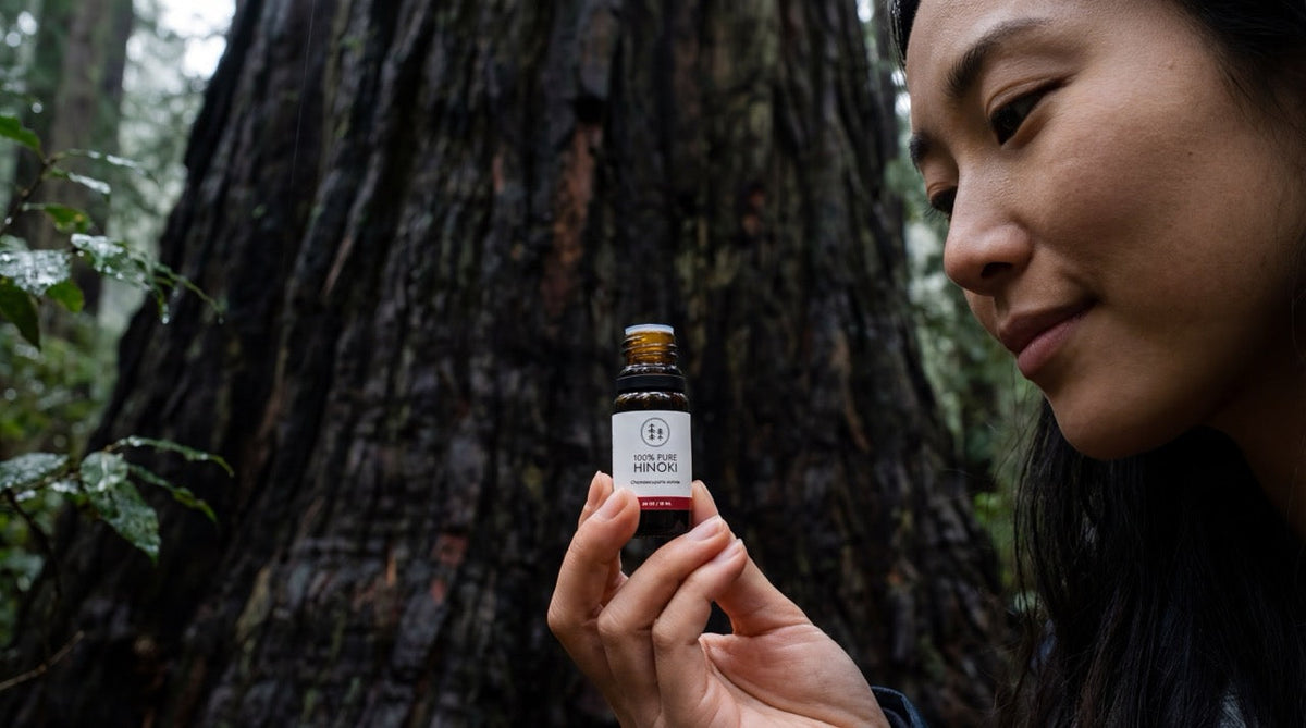 What Does Hinoki Mean? The Word, the Tree, and How to Say It