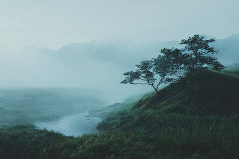 How to Bring the Calm of the Forest Into Your Home