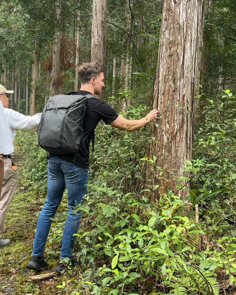 The Japanese forest