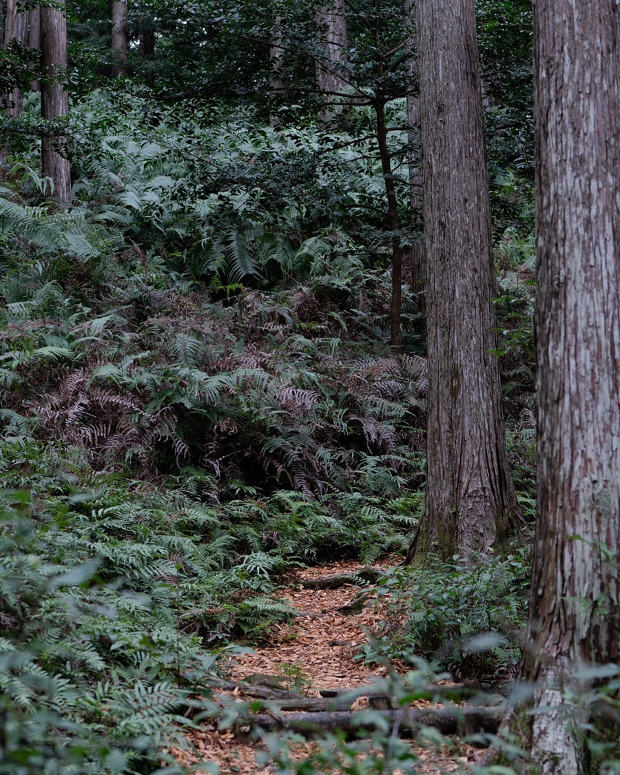 Hinoki Oil